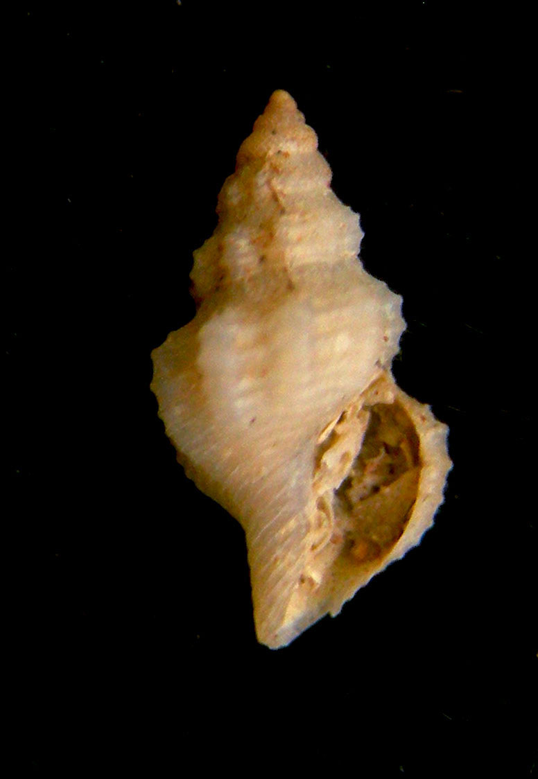 Pleurotomella eurybrocha